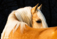 /album/fotogalerie/l3a4476-2-jpg/