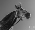 /album/fotogalerie/l3a2694-jpg/